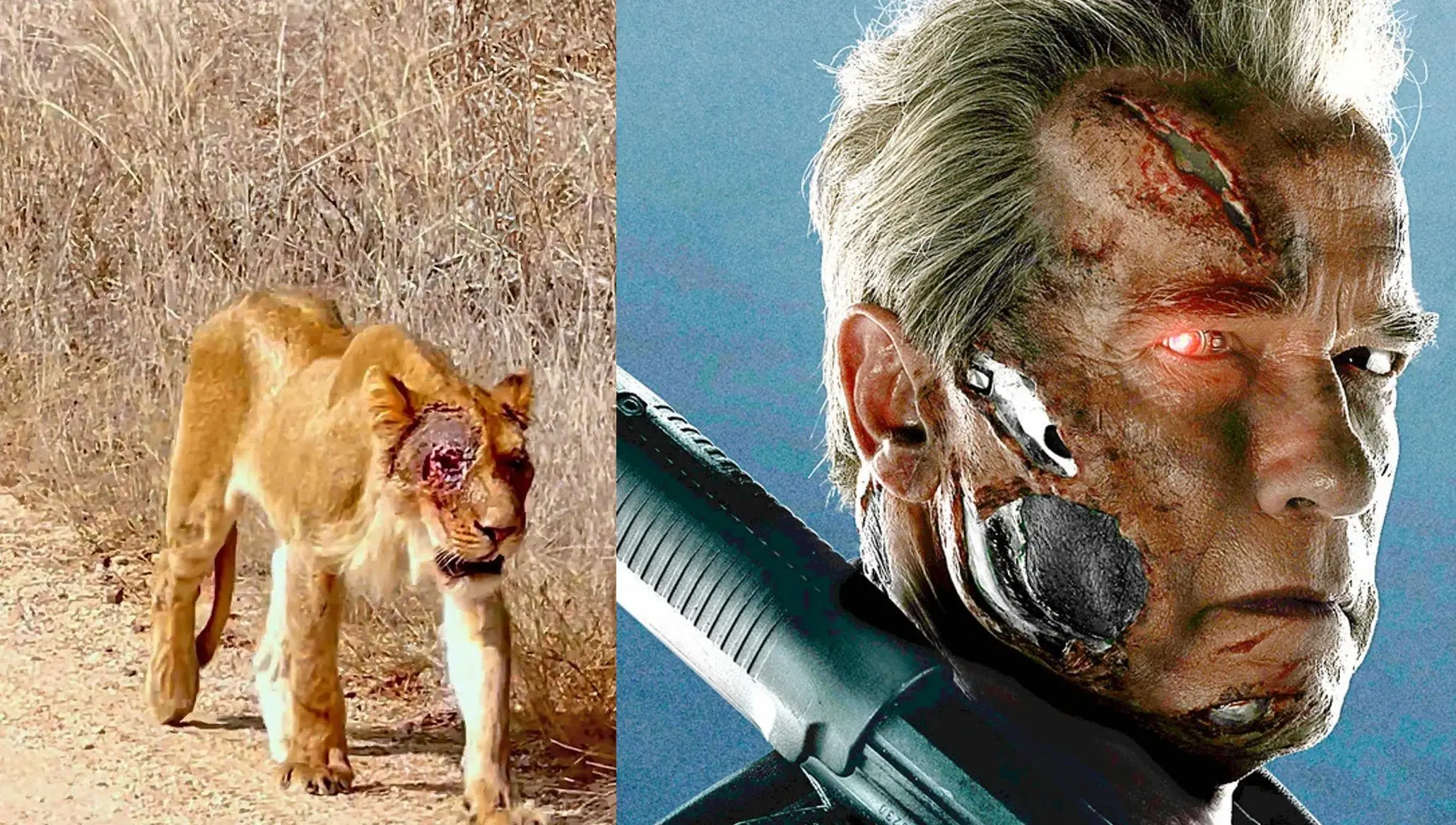 ببینید؛ شیر صورت زخمی شبیه «ترمیناتور» شد!