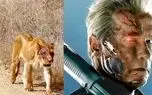 ببینید؛ شیر صورت زخمی شبیه «ترمیناتور» شد!