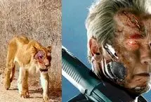 ببینید؛ شیر صورت زخمی شبیه «ترمیناتور» شد!