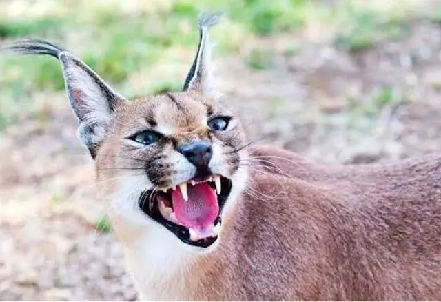 گشت و گذار یک قلاده کاراکال در پارک ملی توران