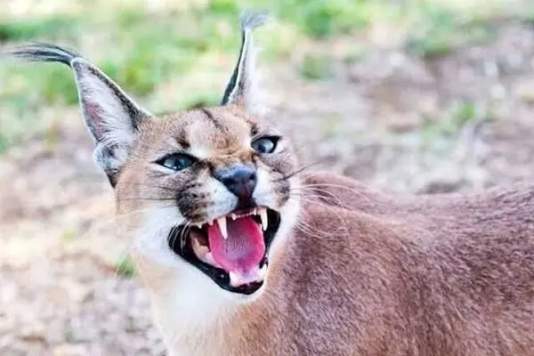 گشت و گذار یک قلاده کاراکال در پارک ملی توران