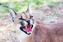 گشت و گذار یک قلاده کاراکال در پارک ملی توران