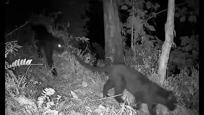 ویدئوی کمیاب و دیدنی از دو پلنگ سیاه در یک قاب