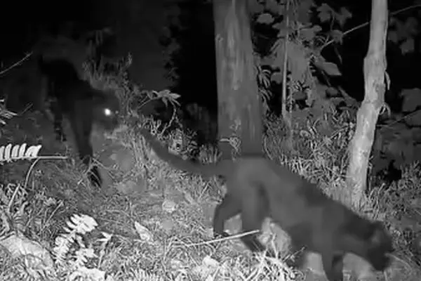 ویدئوی کمیاب و دیدنی از دو پلنگ سیاه در یک قاب