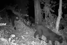 ویدئوی کمیاب و دیدنی از دو پلنگ سیاه در یک قاب