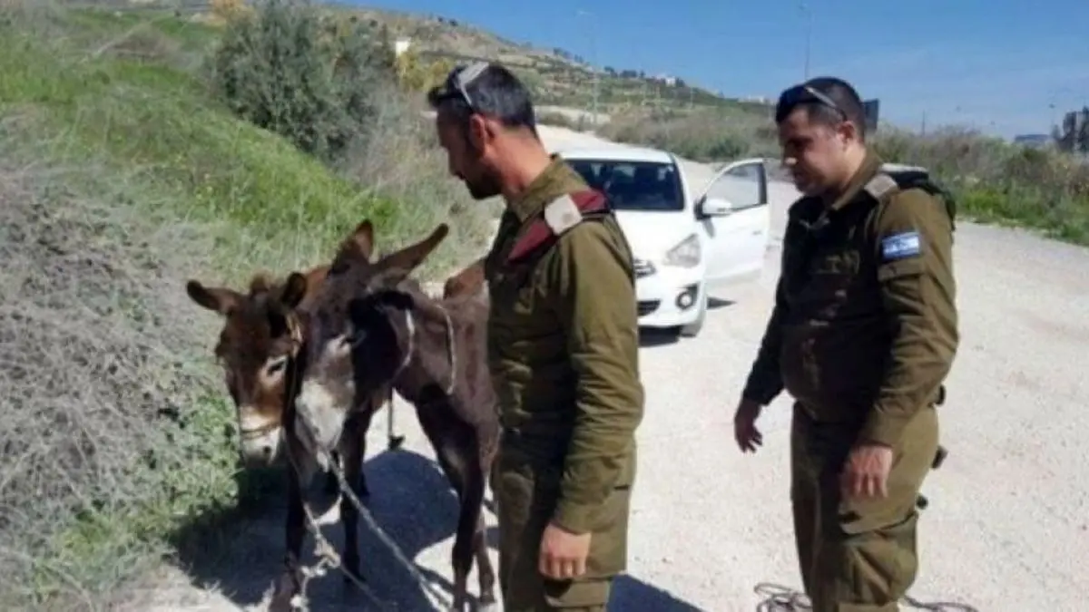 سرباز اسرائیلی الاغ یک فلسطینی را دزدید