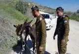 سرباز اسرائیلی الاغ یک فلسطینی را دزدید