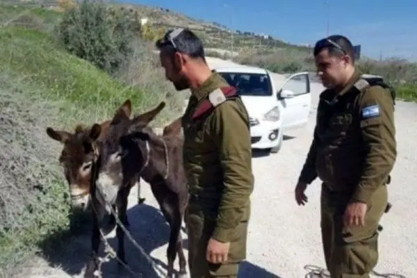 سرباز اسرائیلی الاغ یک فلسطینی را دزدید