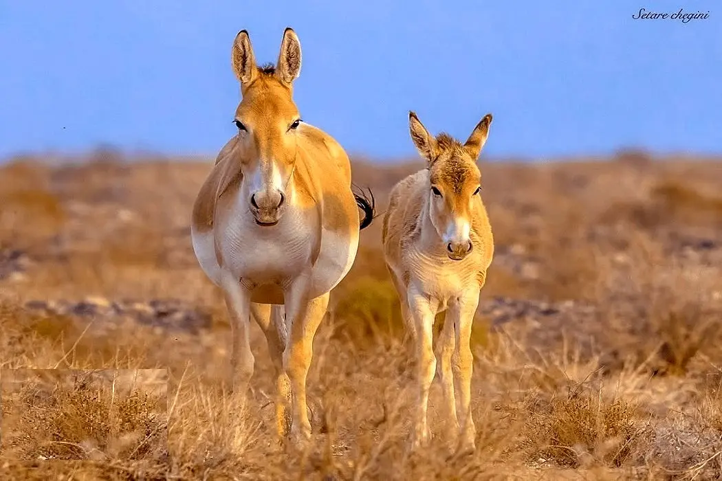 تصاویر؛ خانواده گورخر ایرانی را در پارک ملی کویر