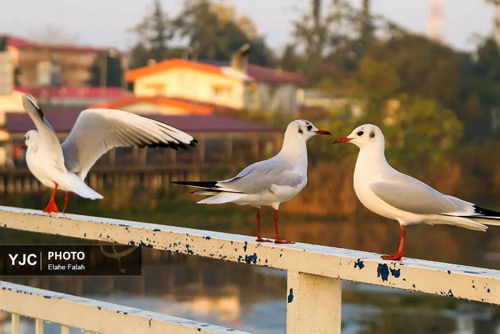 تصاویر؛ کاکایی‌ها؛ تماشایی‌ترین رفت‌وآمد زمستانی انزلی 11