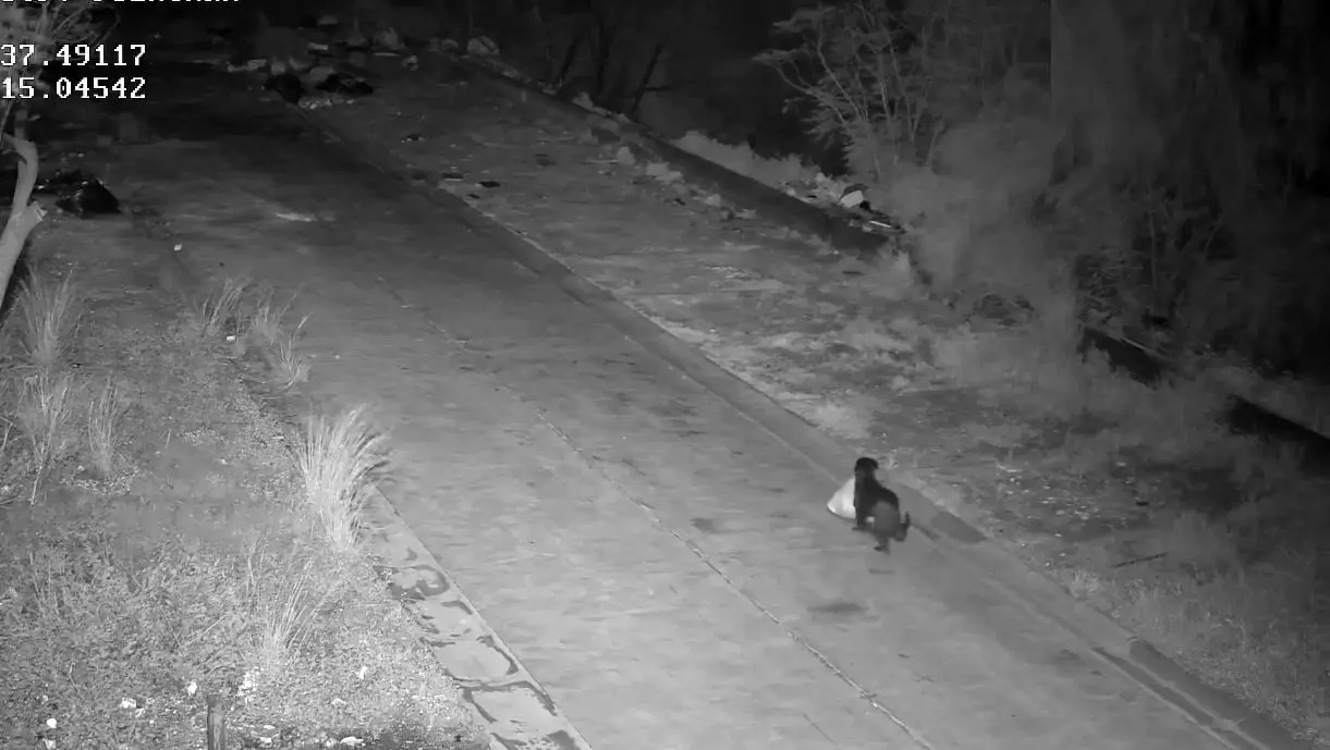 سوءاستفاده عجیب از سگ 