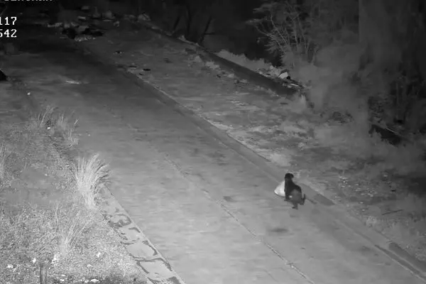 سوءاستفاده عجیب از سگ 