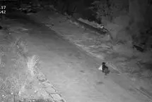 سوءاستفاده عجیب از سگ 