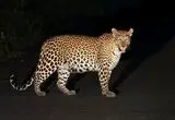 ببینید؛ حمله نافرجام یک پلنگ به موتورسواران