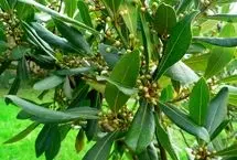 برگ بو چیست و چگونه از آن نگهداری کنیم؟
