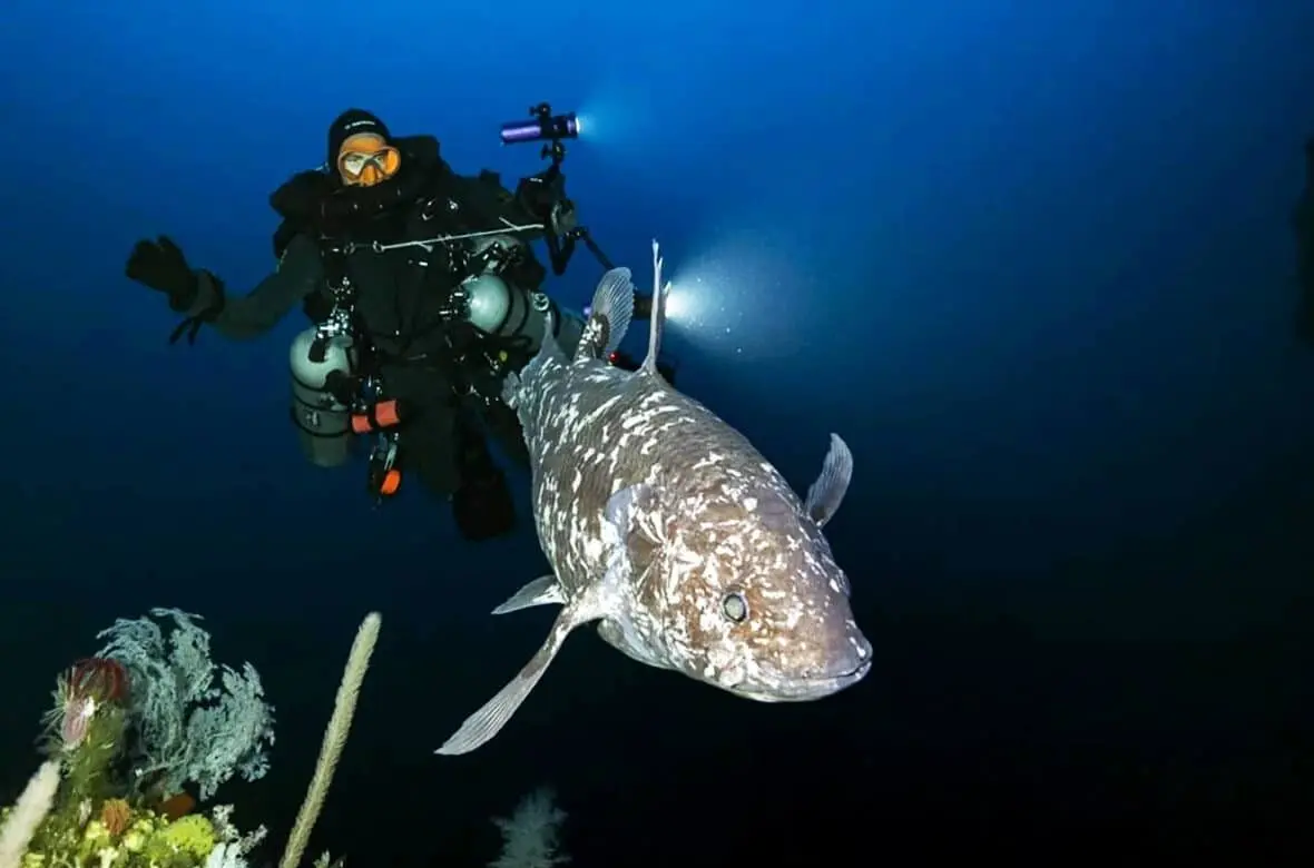 بازمانده دایناسورها زنده شکار شد!