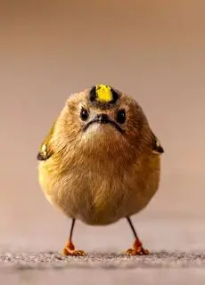 تصاویر؛ از تمساح کلاه‌گیس‌به‌سر تا پلنگی روی دو دست