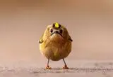 تصاویر؛ از تمساح کلاه‌گیس‌به‌سر تا پلنگی روی دو دست
