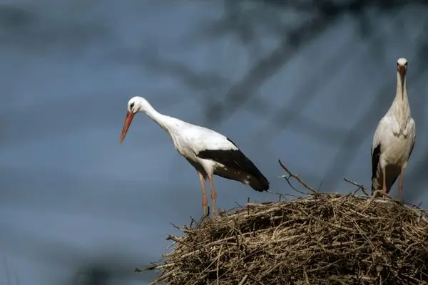 تصاویر؛ لک‌لک‌های خاطره‌ساز پالایشگاه