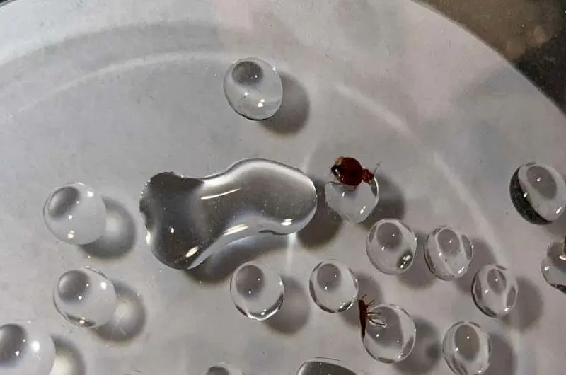 چرا ساس‌ها از آب وحشت دارند؟