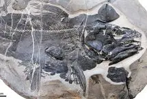 کشف فسیل ماهی ۲۴۹ میلیون ساله با دندان‌ها و جمجمه‌ عجیب!