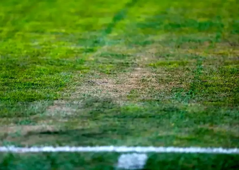 وضعیت عجیب چمن یادگار در آستانه زمستان