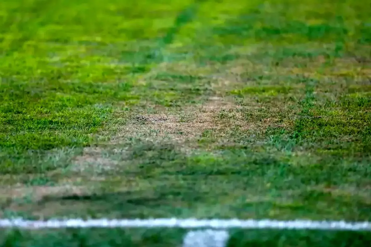 وضعیت عجیب چمن یادگار در آستانه زمستان