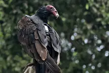 ببینید؛ حمله عجیب و نادر جغد به یک لاشخور