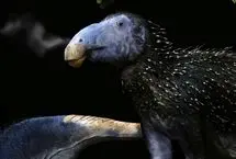 کشف هیولای خاردار 125 میلیون ساله در چین