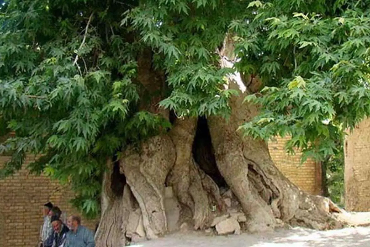 ثبت ملی کهن‌ترین درخت گردوی ایران در لرستان