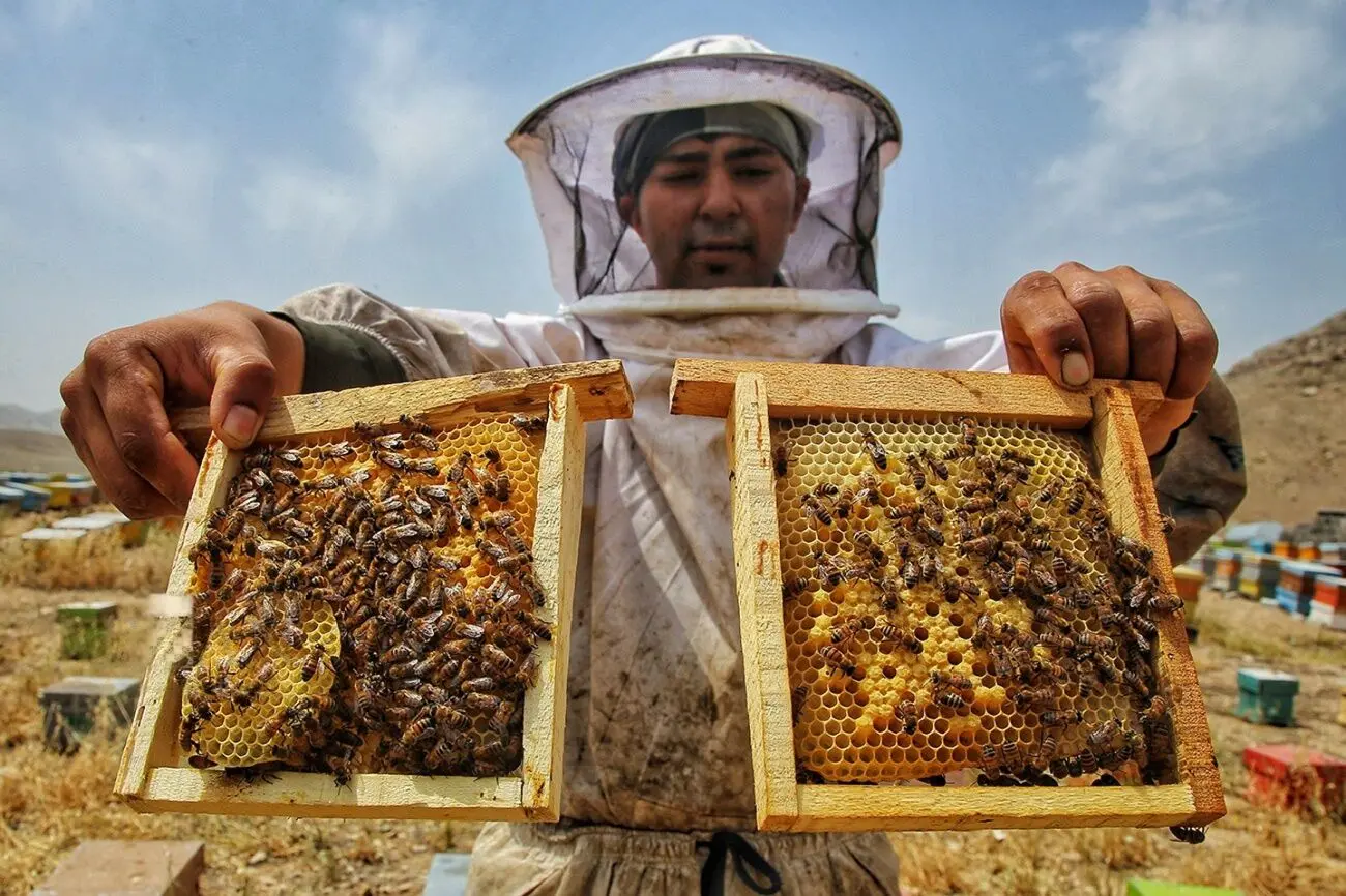 تصاویر؛ وقتی باغ‌ها کندوی عسل می‌شوند