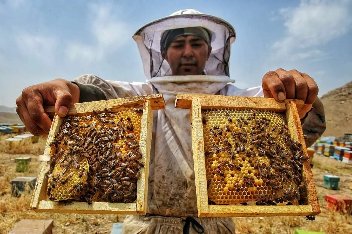 تصاویر؛ وقتی باغها کندوی عسل میشوند