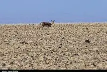 تصاویر؛ آخرین بازماندگان آهوی ایرانی در شمال غرب کشور