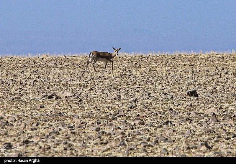 تصاویر؛ آخرین بازماندگان آهوی ایرانی در شمال غرب کشور
