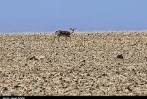 تصاویر؛ آخرین بازماندگان آهوی ایرانی در شمال غرب کشور