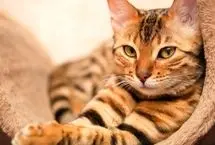 نجات گربه گیر کرده میان میلگردهای یک ساختمان