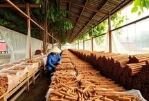 ادویه‌ای گران‌تر از طلا که ۱۰۰ برابر قیمت واقعی فروخته می‌شد