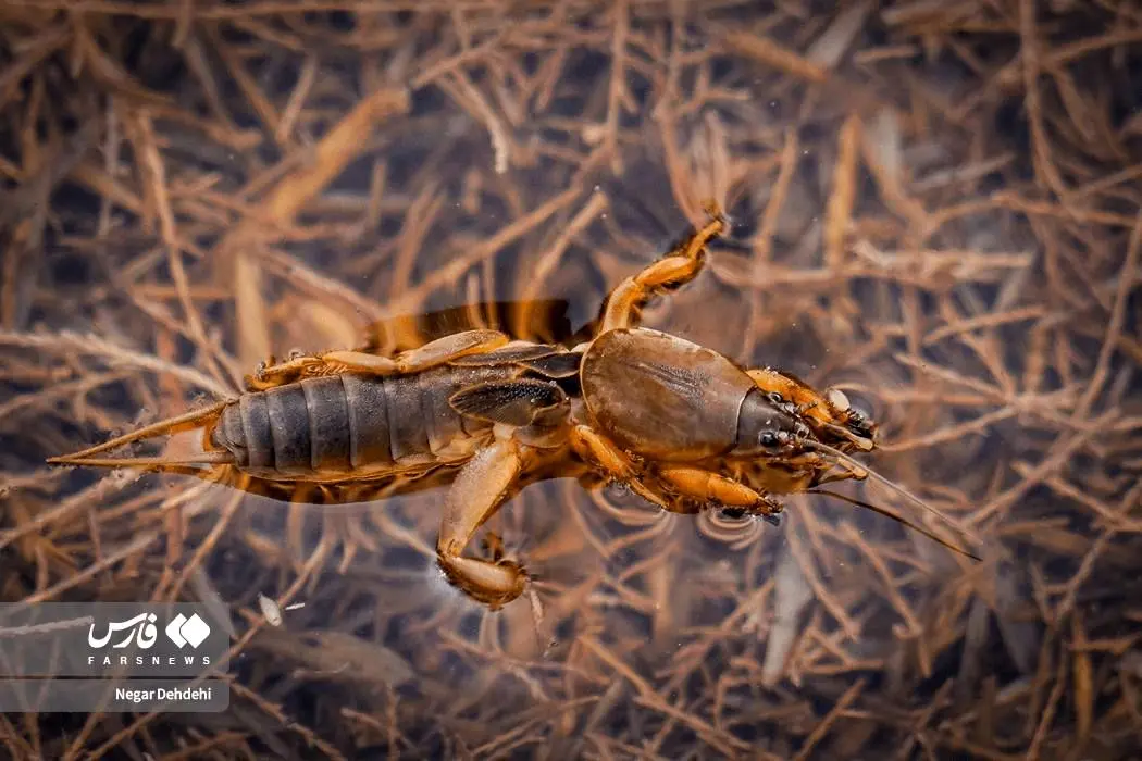 تصاویر؛ زنگ خطر برای تالاب بیشه‌دالان