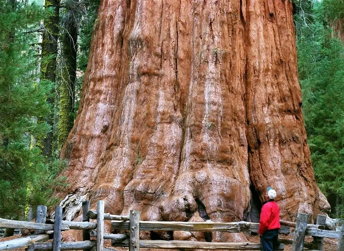 ۱۰ تصویر خیره‌کننده از غول پیکرترین درختان دنیا