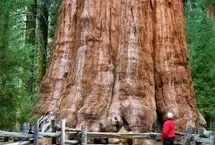 ۱۰ تصویر خیره‌کننده از غول پیکرترین درختان دنیا