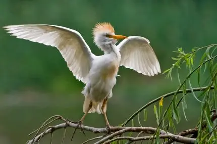 شکار غافلگیرکننده مارمولک توسط گاوچرانک 