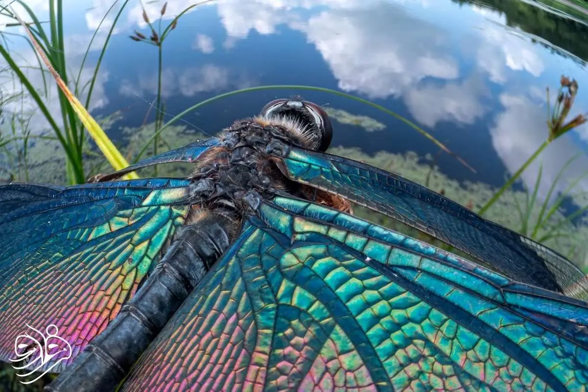 تصاویر خیره‌کننده‌ از دنیای حشرات