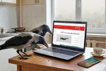  «موز» رو کامنت کن/ ماجرای کلاغ و آلودگی هوا