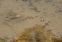 تصاویر؛ نشت نفت به رودخانه مارون