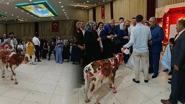 هدیه عجیب در یک مراسم عروسی