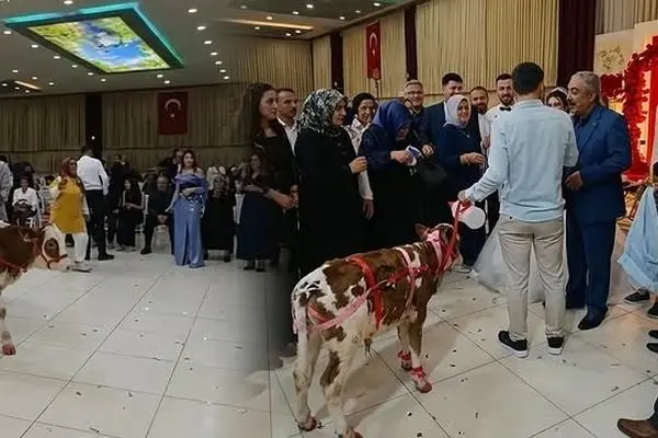 هدیه عجیب در یک مراسم عروسی