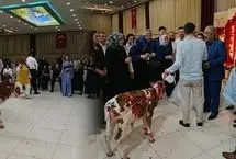 هدیه عجیب در یک مراسم عروسی