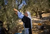 تصاویر؛ برداشت زیتون در کوه زیتون بیت المقدس