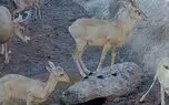 تصاویر کم‌سابقه از قوچ و میش‌های بستان در خوزستان