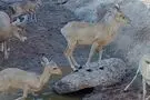 تصاویر کم‌سابقه از قوچ و میش‌های بستان در خوزستان